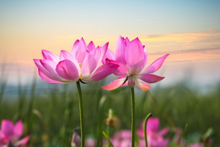 诚信做人正能量句子文案