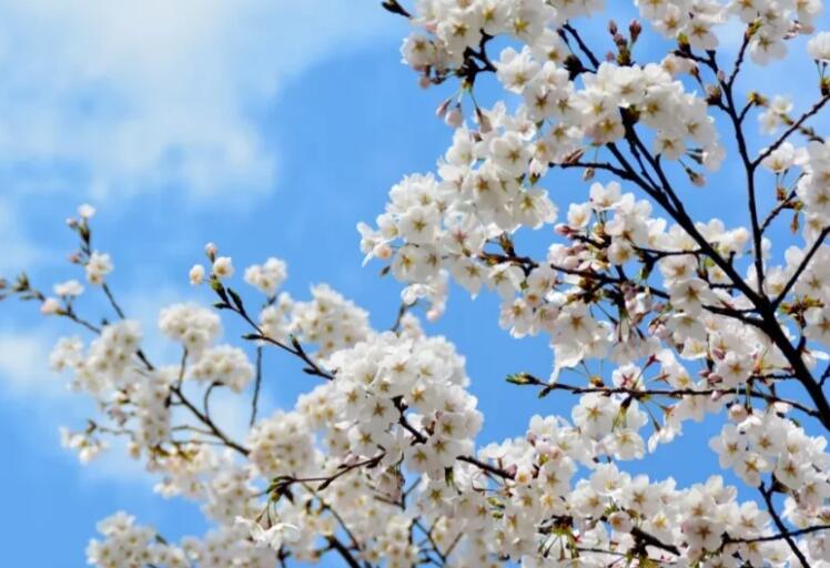 描写花的句子文案摘抄