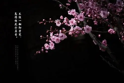 一句话赏梅花心情