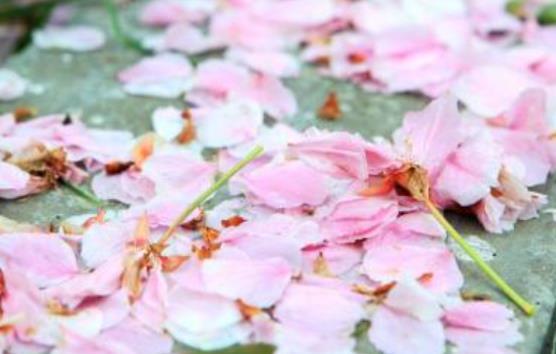 花的伤感句子文案说说心情