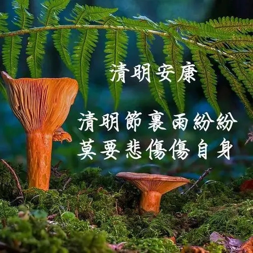 清明节对父母的思念寄语