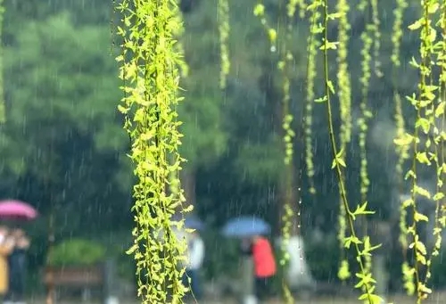 夏雨写一段句子文案一年级