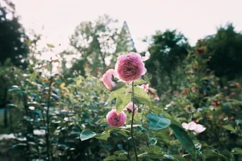 情感经典句子文案