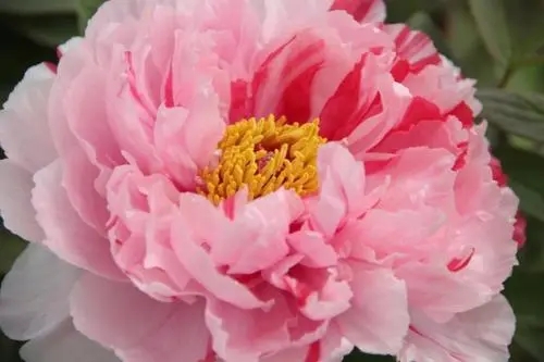 赞美牡丹花的短语