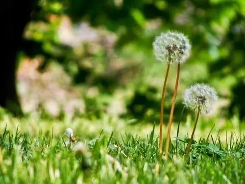 描写植物的优美句子文案短一点