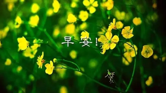 最好的微信早安问候语