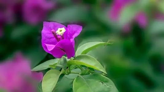 女王霸气经典语录文案