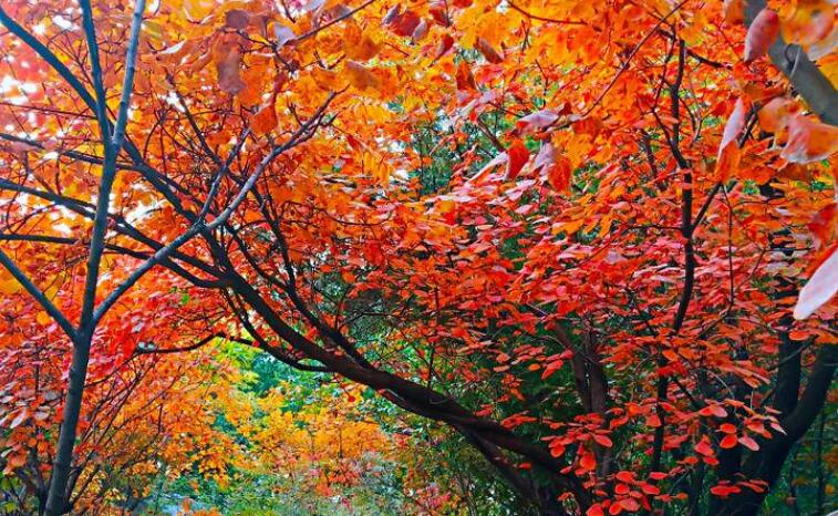 秋天的景色写一段话