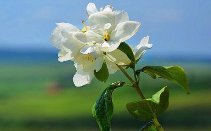 见花就开心的句子文案