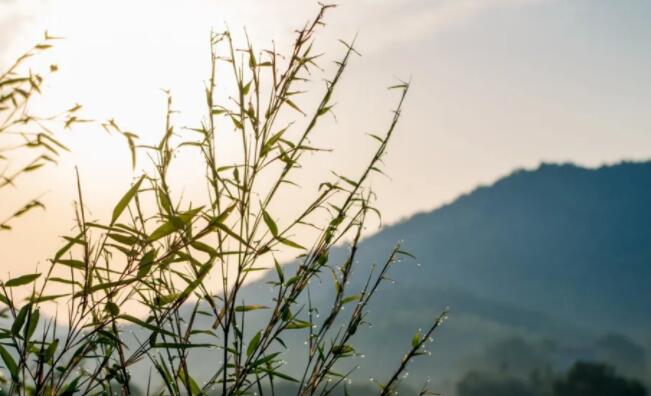 写心情的古诗佳句