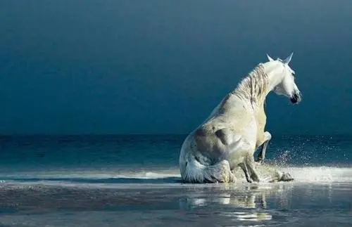 关于喜欢马的说说文案