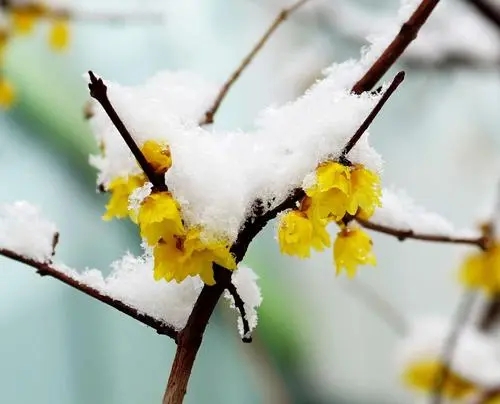 描写春天雪景的优美句子文案