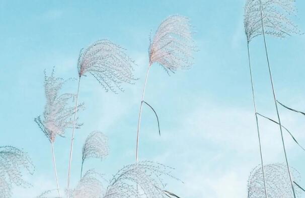 微信说说心情句子文案大全2024