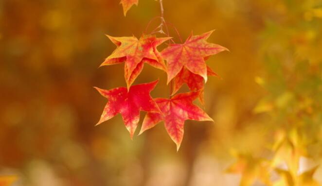 描写秋天的句子文案10字