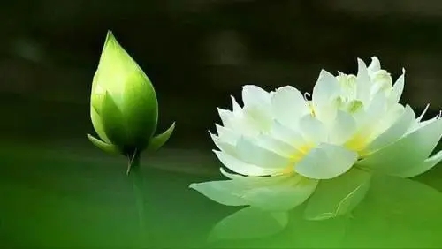 形容缘分的唯美句子文案