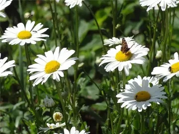 早晨的心情经典句子文案