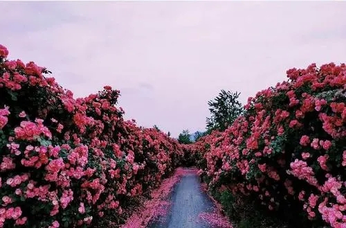 姐妹们一起看花发朋友圈