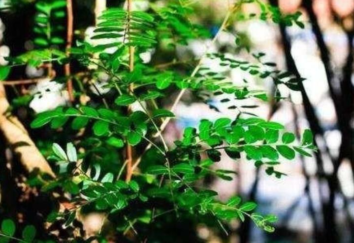 含有五月的古诗