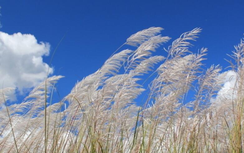 带有风的诗句文案