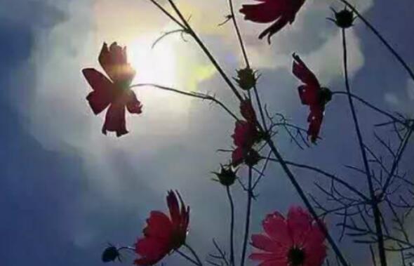 形容五月的句子文案唯美