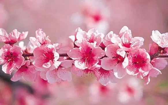 描写桃花的句子文案