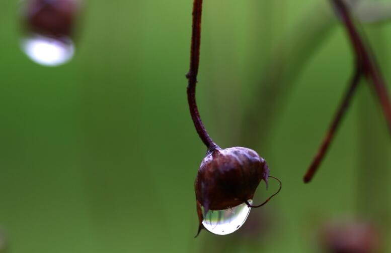 春季雨天的祝福语