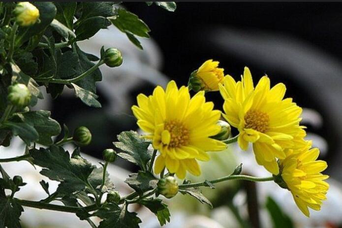 哀悼姥爷去世的诗句文案