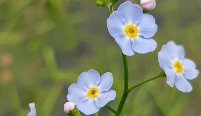 大家早上好文字句子文案