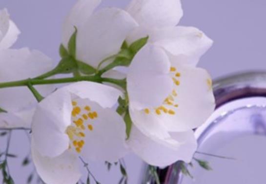 赞美平凡的唯美句子文案