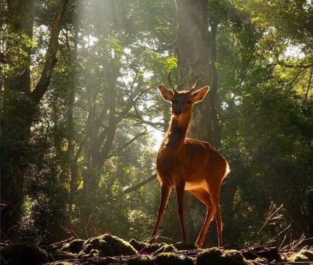 抖音评论夸奖语大全