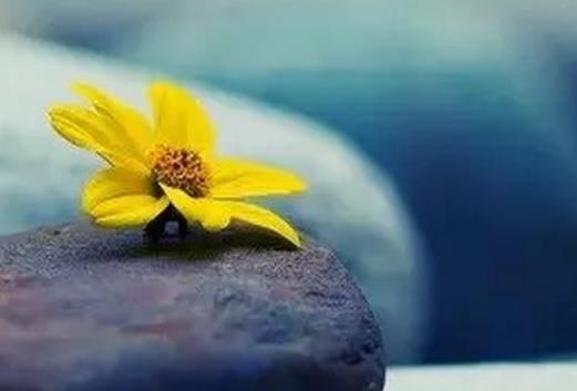 赞美暗恋的句子文案