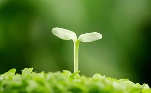 描写草的优美句子文案