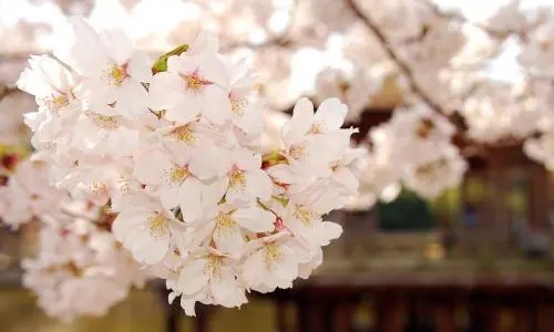 关于樱花的结尾句子文案