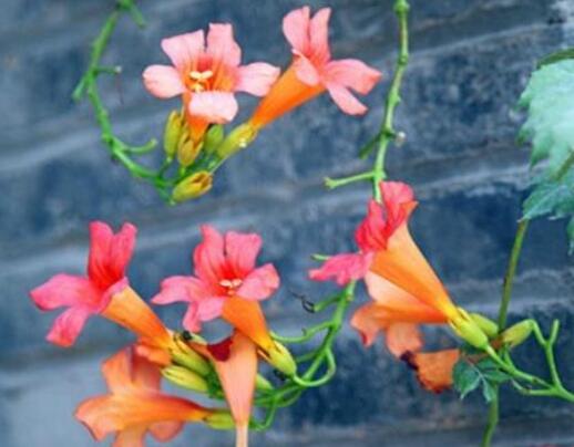 富有哲理的早安问候语图片