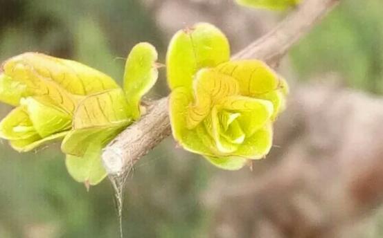 春天清晨问候语