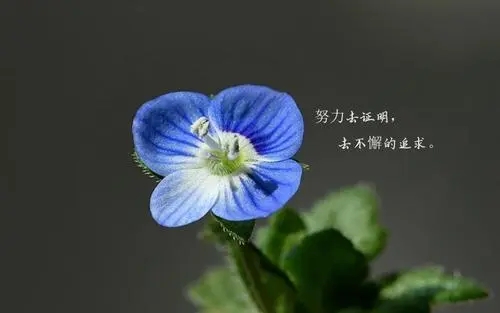 表达新的一天开始的句子文案