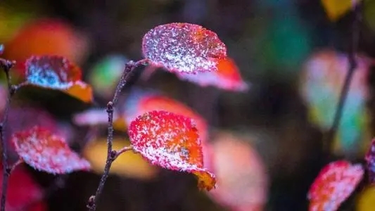 关于霜降的古诗只有四句的