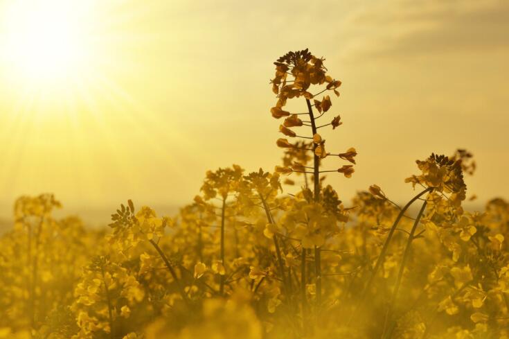 很温柔很仙的短句