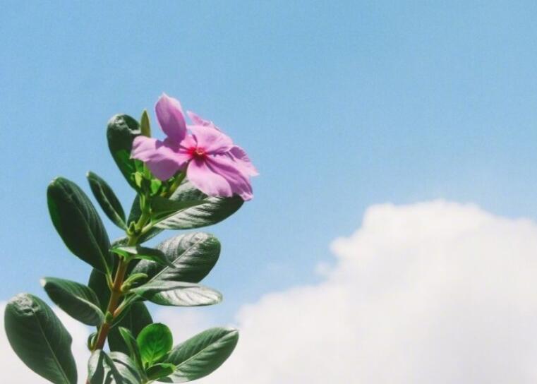 早上好的句子文案短语微信