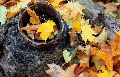 关于立秋的优美句子文案简单