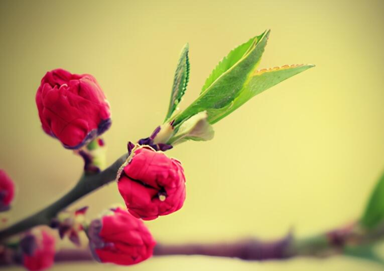 描写春天惊蛰的诗句文案