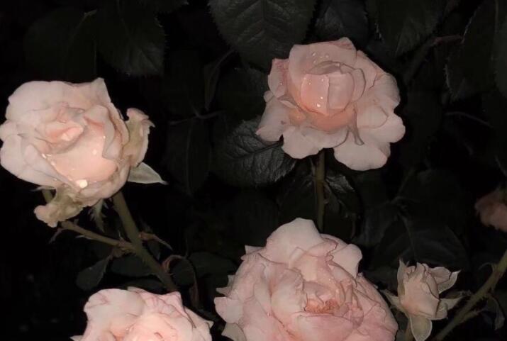 关于春天的温柔文案