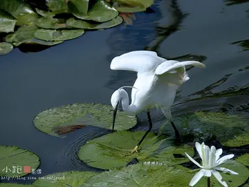 描写白鹭动态和静态的句子文案