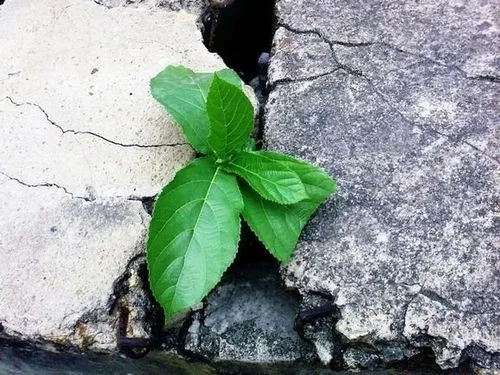 生命力顽强的诗句文案