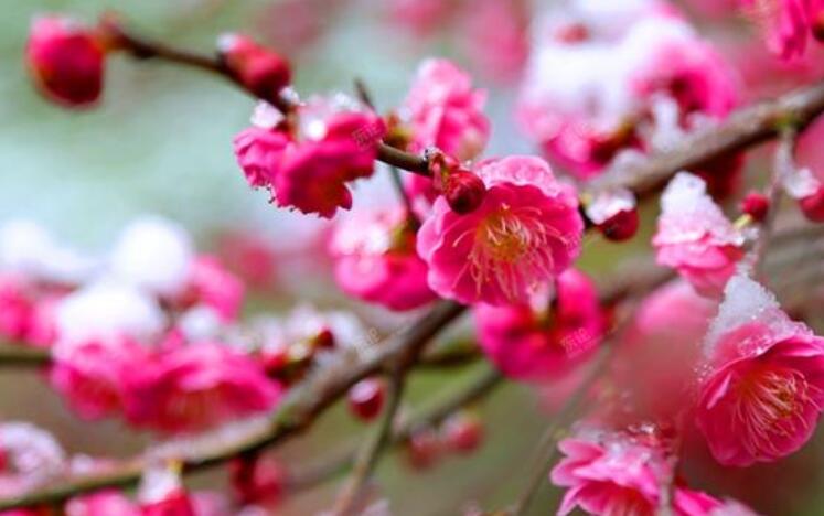 腊梅的说说文案