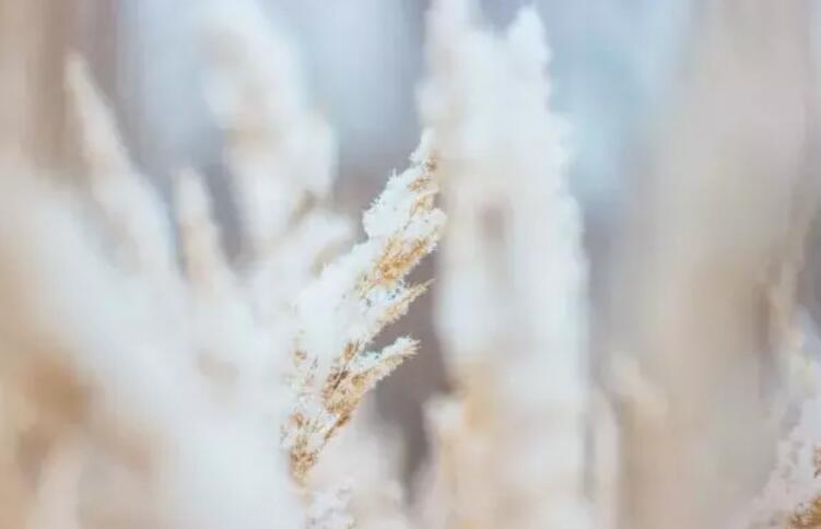 描写霜的句子文案简短