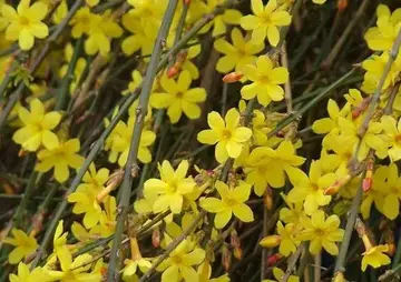 仿写句子文案春风吹吹什么