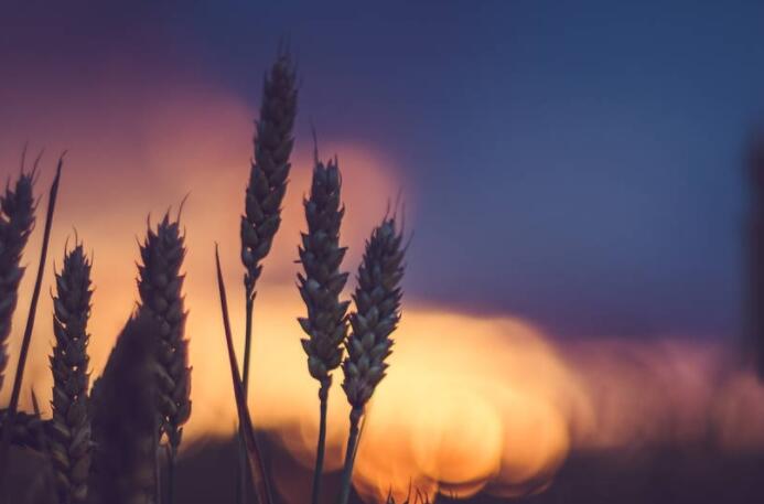 形容夫妻恩爱的诗句文案