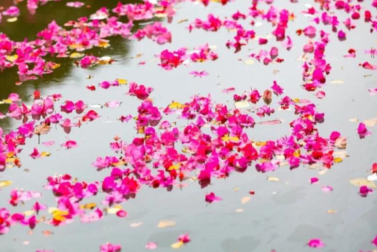 赞美小花的唯美句子文案