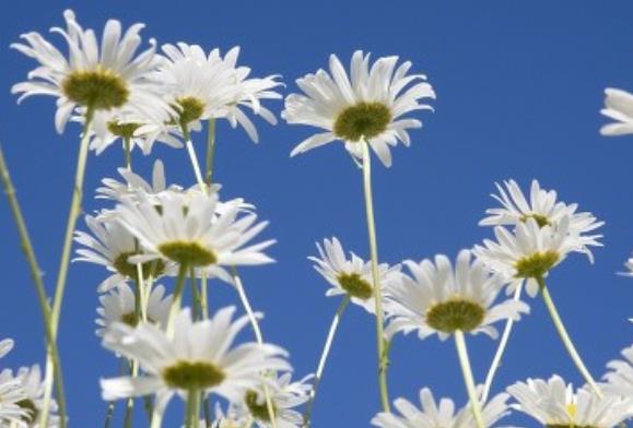 十句好词好句精美句子文案